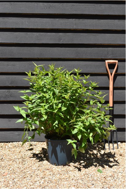 Діервілла Баттерфляй опис